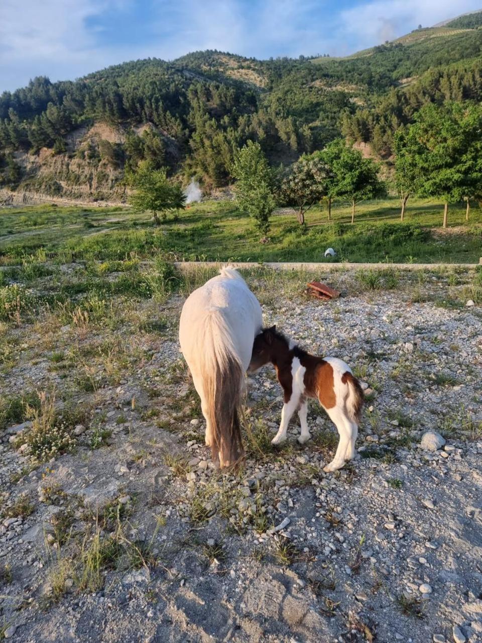 Sancho Farm Albania Villa Memaliaj Екстериор снимка